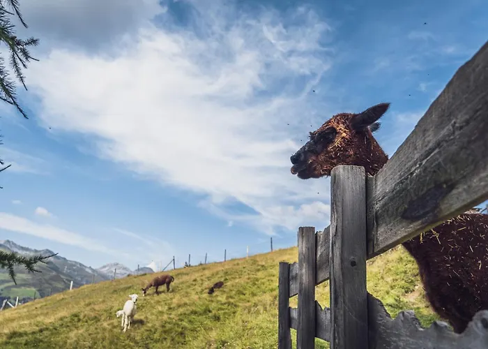 Rinerlodge By Mountain * Davos